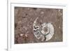 Morocco, Erfoud. Details of ammonites, and other fossils exposed on a cut slab of stone.-Brenda Tharp-Framed Photographic Print