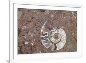 Morocco, Erfoud. Details of ammonites, and other fossils exposed on a cut slab of stone.-Brenda Tharp-Framed Photographic Print