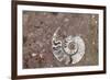 Morocco, Erfoud. Details of ammonites, and other fossils exposed on a cut slab of stone.-Brenda Tharp-Framed Photographic Print