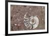 Morocco, Erfoud. Details of ammonites, and other fossils exposed on a cut slab of stone.-Brenda Tharp-Framed Photographic Print
