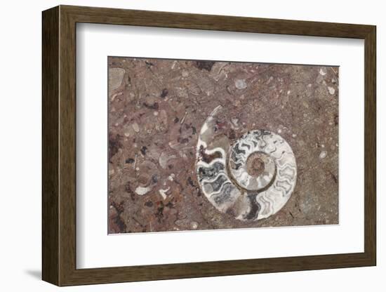 Morocco, Erfoud. Details of ammonites, and other fossils exposed on a cut slab of stone.-Brenda Tharp-Framed Photographic Print