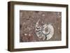 Morocco, Erfoud. Details of ammonites, and other fossils exposed on a cut slab of stone.-Brenda Tharp-Framed Photographic Print