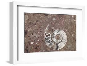 Morocco, Erfoud. Details of ammonites, and other fossils exposed on a cut slab of stone.-Brenda Tharp-Framed Photographic Print