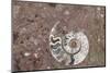 Morocco, Erfoud. Details of ammonites, and other fossils exposed on a cut slab of stone.-Brenda Tharp-Mounted Photographic Print