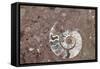 Morocco, Erfoud. Details of ammonites, and other fossils exposed on a cut slab of stone.-Brenda Tharp-Framed Stretched Canvas