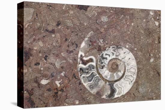 Morocco, Erfoud. Details of ammonites, and other fossils exposed on a cut slab of stone.-Brenda Tharp-Stretched Canvas