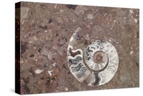 Morocco, Erfoud. Details of ammonites, and other fossils exposed on a cut slab of stone.-Brenda Tharp-Stretched Canvas