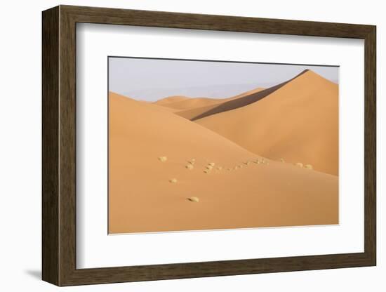 Morocco, Erg Chegaga, Souss-Massa-Draa Area, Saharan Sand Dunes-Emily Wilson-Framed Photographic Print