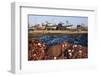 Morocco. Fish nets, floats, boats, and commercial fishing vessels of the harbor in Essaouira.-Brenda Tharp-Framed Photographic Print