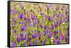 Morocco, Ifrane, Spring Flowers Bloom. Daisy, Lavender, Statice, Mountain Bluet and Cornflower-Emily Wilson-Framed Stretched Canvas