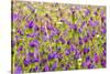 Morocco, Ifrane, Spring Flowers Bloom. Daisy, Lavender, Statice, Mountain Bluet and Cornflower-Emily Wilson-Stretched Canvas