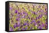 Morocco, Ifrane, Spring Flowers Bloom. Daisy, Lavender, Statice, Mountain Bluet and Cornflower-Emily Wilson-Framed Stretched Canvas