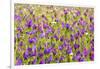 Morocco, Ifrane, Spring Flowers Bloom. Daisy, Lavender, Statice, Mountain Bluet and Cornflower-Emily Wilson-Framed Photographic Print