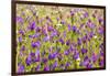 Morocco, Ifrane, Spring Flowers Bloom. Daisy, Lavender, Statice, Mountain Bluet and Cornflower-Emily Wilson-Framed Photographic Print