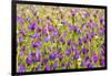 Morocco, Ifrane, Spring Flowers Bloom. Daisy, Lavender, Statice, Mountain Bluet and Cornflower-Emily Wilson-Framed Photographic Print