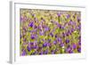 Morocco, Ifrane, Spring Flowers Bloom. Daisy, Lavender, Statice, Mountain Bluet and Cornflower-Emily Wilson-Framed Photographic Print