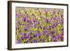 Morocco, Ifrane, Spring Flowers Bloom. Daisy, Lavender, Statice, Mountain Bluet and Cornflower-Emily Wilson-Framed Photographic Print