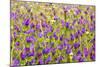 Morocco, Ifrane, Spring Flowers Bloom. Daisy, Lavender, Statice, Mountain Bluet and Cornflower-Emily Wilson-Mounted Photographic Print