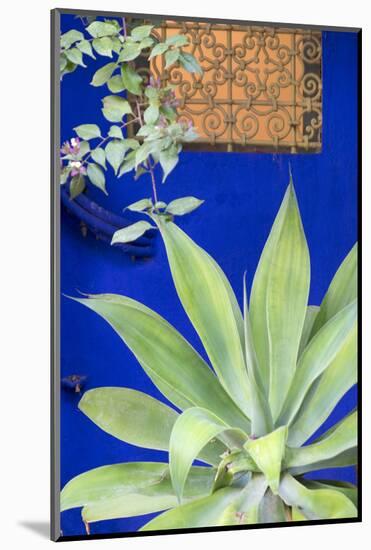 Morocco, Marrakech, Close Up of a Succulent Plant Outside a Building-Emily Wilson-Mounted Photographic Print