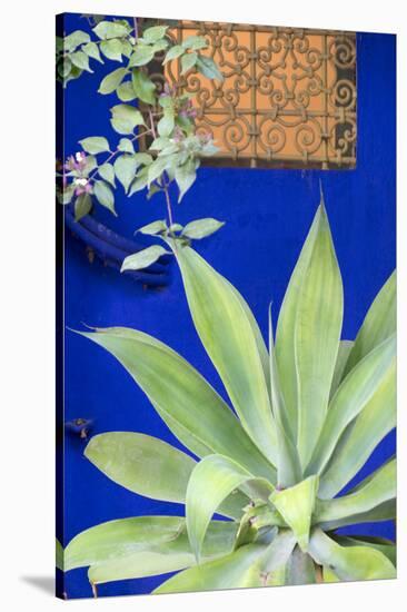 Morocco, Marrakech, Close Up of a Succulent Plant Outside a Building-Emily Wilson-Stretched Canvas