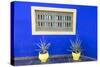 Morocco, Marrakech, Potted Succulent Plants Outside a Blue Building-Emily Wilson-Stretched Canvas