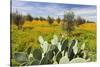 Morocco, Marrakech. Springtime landscape of flowers, olive trees and giant prickly pear cactus.-Brenda Tharp-Stretched Canvas