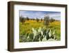 Morocco, Marrakech. Springtime landscape of flowers, olive trees and giant prickly pear cactus.-Brenda Tharp-Framed Photographic Print