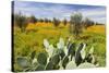 Morocco, Marrakech. Springtime landscape of flowers, olive trees and giant prickly pear cactus.-Brenda Tharp-Stretched Canvas