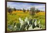 Morocco, Marrakech. Springtime landscape of flowers, olive trees and giant prickly pear cactus.-Brenda Tharp-Framed Photographic Print