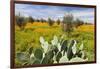 Morocco, Marrakech. Springtime landscape of flowers, olive trees and giant prickly pear cactus.-Brenda Tharp-Framed Photographic Print