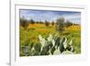 Morocco, Marrakech. Springtime landscape of flowers, olive trees and giant prickly pear cactus.-Brenda Tharp-Framed Photographic Print