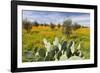 Morocco, Marrakech. Springtime landscape of flowers, olive trees and giant prickly pear cactus.-Brenda Tharp-Framed Photographic Print