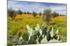 Morocco, Marrakech. Springtime landscape of flowers, olive trees and giant prickly pear cactus.-Brenda Tharp-Mounted Photographic Print