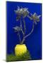 Morocco, Marrakech. Yves Saint Laurent's Jardin Majorelle-Kymri Wilt-Mounted Photographic Print