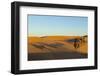 Morocco, Merzouga. Desert Caravan and Dromedaries-Michele Molinari-Framed Photographic Print