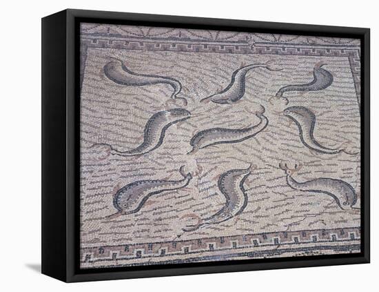 Morocco, North of Meknes, Volubilis, House of Orpheus, Mosaic with Nine Dolphins-null-Framed Stretched Canvas