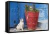 Morocco, Rabat, Sale, Kasbah Des Oudaias, Cats Hanging Out by a Potted Plant-Emily Wilson-Framed Stretched Canvas