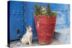 Morocco, Rabat, Sale, Kasbah Des Oudaias, Cats Hanging Out by a Potted Plant-Emily Wilson-Stretched Canvas