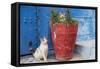 Morocco, Rabat, Sale, Kasbah Des Oudaias, Cats Hanging Out by a Potted Plant-Emily Wilson-Framed Stretched Canvas
