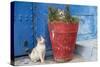Morocco, Rabat, Sale, Kasbah Des Oudaias, Cats Hanging Out by a Potted Plant-Emily Wilson-Stretched Canvas