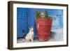 Morocco, Rabat, Sale, Kasbah Des Oudaias, Cats Hanging Out by a Potted Plant-Emily Wilson-Framed Photographic Print