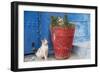 Morocco, Rabat, Sale, Kasbah Des Oudaias, Cats Hanging Out by a Potted Plant-Emily Wilson-Framed Photographic Print