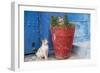 Morocco, Rabat, Sale, Kasbah Des Oudaias, Cats Hanging Out by a Potted Plant-Emily Wilson-Framed Photographic Print