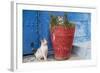 Morocco, Rabat, Sale, Kasbah Des Oudaias, Cats Hanging Out by a Potted Plant-Emily Wilson-Framed Photographic Print