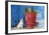 Morocco, Rabat, Sale, Kasbah Des Oudaias, Cats Hanging Out by a Potted Plant-Emily Wilson-Framed Photographic Print