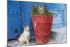 Morocco, Rabat, Sale, Kasbah Des Oudaias, Cats Hanging Out by a Potted Plant-Emily Wilson-Mounted Photographic Print