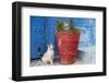 Morocco, Rabat, Sale, Kasbah Des Oudaias, Cats Hanging Out by a Potted Plant-Emily Wilson-Framed Photographic Print