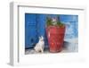 Morocco, Rabat, Sale, Kasbah Des Oudaias, Cats Hanging Out by a Potted Plant-Emily Wilson-Framed Photographic Print