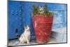 Morocco, Rabat, Sale, Kasbah Des Oudaias, Cats Hanging Out by a Potted Plant-Emily Wilson-Mounted Photographic Print