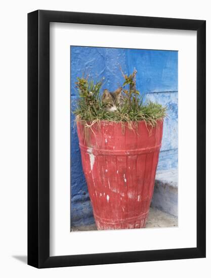 Morocco, Rabat, Sale, Kasbah Des Oudaias, Small Narrow Streets and Blue Neighborhood-Emily Wilson-Framed Photographic Print